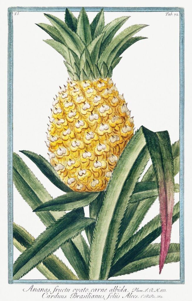 Vintage Pineapple Intense